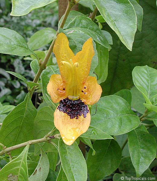 Ruttya fruticosa Yellow, Rabbits ears