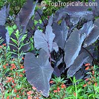 Colocasia esculenta , Black colocasia, Black Magic, Taro, Black Elephant Ear, Malanga Amarillo, Dasheen. Colocasia esculenta 'Hawaiian Eye'