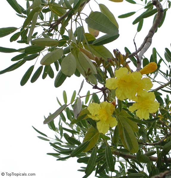 Tabebuia caraiba, Tabebuia argentea, Silver Trumpet Tree