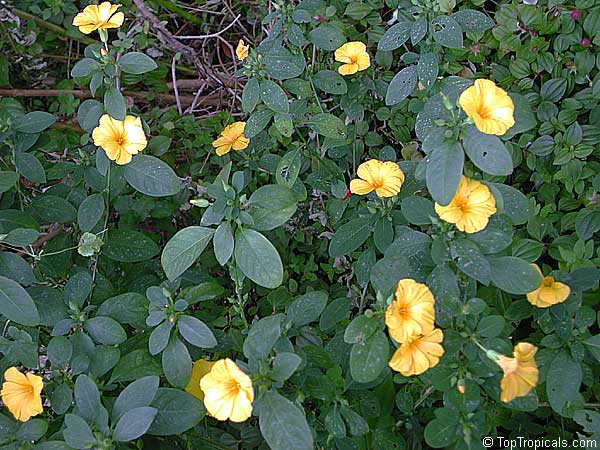 Reinwardtia indica, Golden girl, Yellow flax