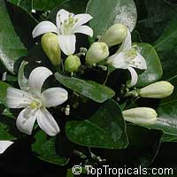 Murraya paniculata, Orange Jasmine, Orange Jessamine, Mock Orange, Lakeview Jasmine, Chinese Cosmetic Boxwood

Click to see full-size image