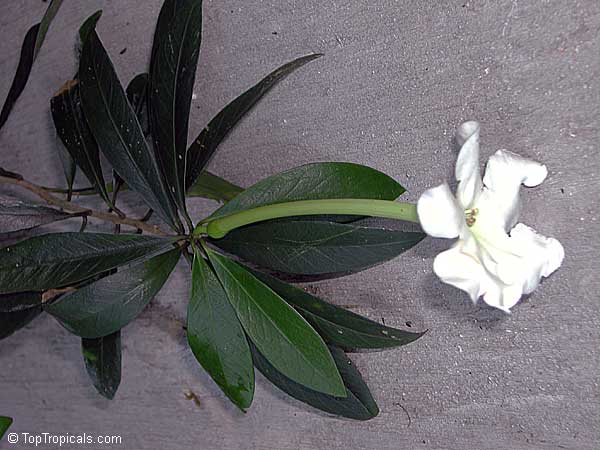 Brunfelsia manaca, Brunfelsia currugata, Manaca