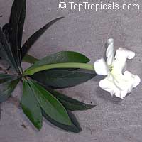 Brunfelsia manaca, Brunfelsia currugata, Manaca

Click to see full-size image