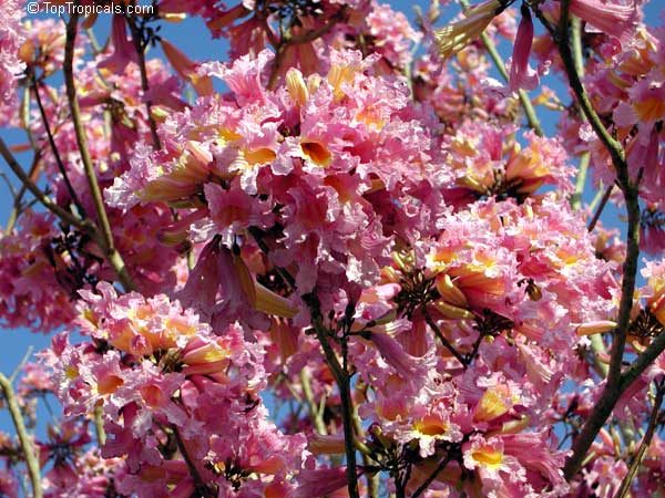 Tabebuia impetiginosa, Handroanthus heptaphyllus, Tabebuia avellanedae, Dwarf Pink Tabebuia, Ant Wood