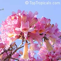 toptropicals.com