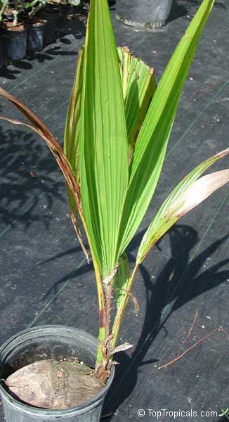 Cocos nucifera, Coconut Palm, Coco-do-baia. 1 y.o. seedling