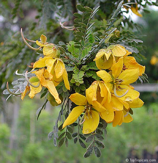 Senna polyphylla, Cassia biflora, Cassia microphylla,Cassia polyphylla, Cassia tenuissima, Peiranisia polyphylla, Desert Cassia