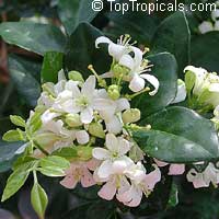 Murraya exotica (Муррайя экзотика) - растение