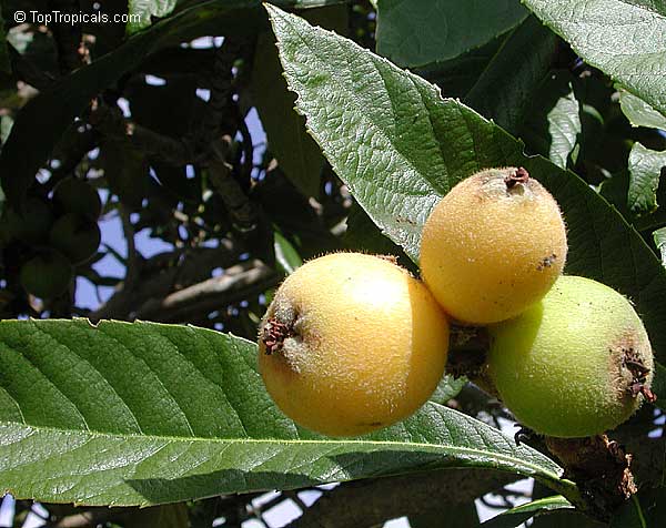 Loquat tree Yehuda grafted, Grafted (Eriobotrya japonica)