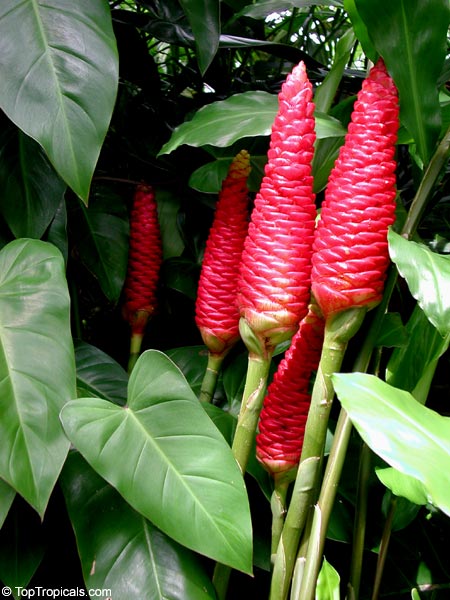 Zingiber Zerumbet - Pine Cone Ginger, Shampoo Ginger