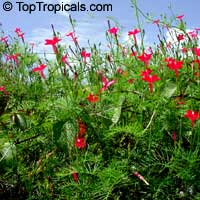 Ipomoea quamoclit, Cupid's Flower, Cypress Vine, Cypressvine Morning-glory, Star of Bethlehem, Star-glory, Sweet-willy

Click to see full-size image