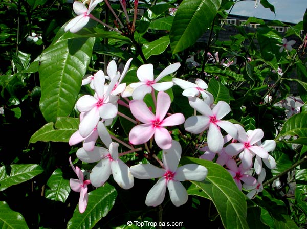 Kopsia fruticosa - Pink Gardenia
