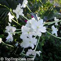 Brunfelsia americana (Брунфелзия американская) - растение