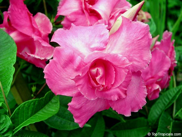 Mandevilla amabilis, Thai Rose