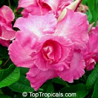 Mandevilla amabilis, Thai Rose

Click to see full-size image