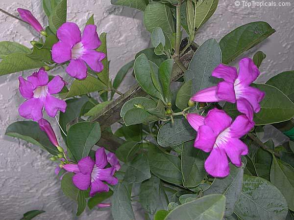Bignonia magnifica, Saritaea magnifica, Glowvine, Purple Bignonia, Saritaea