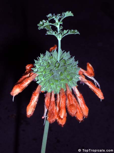 Leonotis menthifolia, Urus mane, Naivasha Apricot