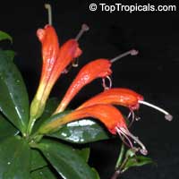 Aeschynanthus sp., Lipstick Plant, Lipstick Vine

Click to see full-size image