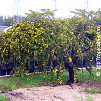 Senna polyphylla, Cassia biflora, Cassia microphylla,Cassia polyphylla, Cassia tenuissima, Peiranisia polyphylla, Desert Cassia