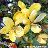 Senna surattensis, Senna sulfurea, Cassia glauca, Cassia surattensis , Glaucous Cassia, Scrambled Egg Bush

Click to see full-size image