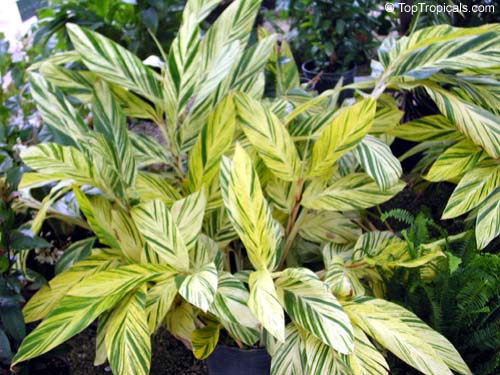 Alpinia zerumbet 'Variegata', Variegated ginger