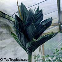 Chamaedorea metallica, Parlor Palm, Miniature Fishtail Palm

Click to see full-size image