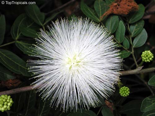 Calliandra haematocephala Alba - White Powderpuff