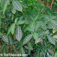 Sanchezia speciosa, Sanchezia nobilis, Sanchezia, Fire Fingers

Click to see full-size image