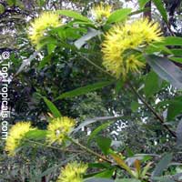 Xanthostemon chrysanthus, Golden Penda, Expo gold, Junjum

Click to see full-size image