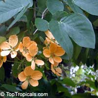 Cassia antillana, Senna nitida, Chamaefistula antillana, Cassia aurea, Golden Rain tree

Click to see full-size image