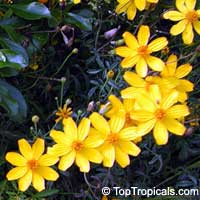Tagetes lemmonii, Tagetes, Lemon Marigold, Copper Canyon Daisy

Click to see full-size image
