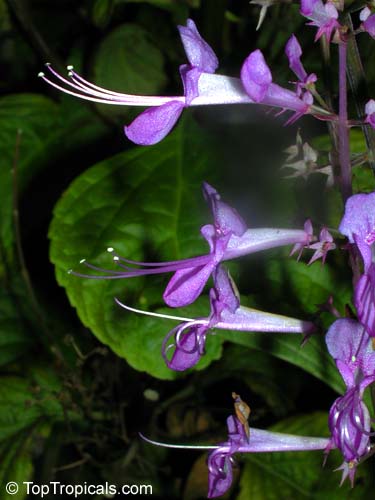 Plectranthus ecklonii, African Flower