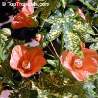 Abutilon pictum, Golden Rain Flowering Maple, Thompsons Flowering Maple, Bell Flower

Click to see full-size image