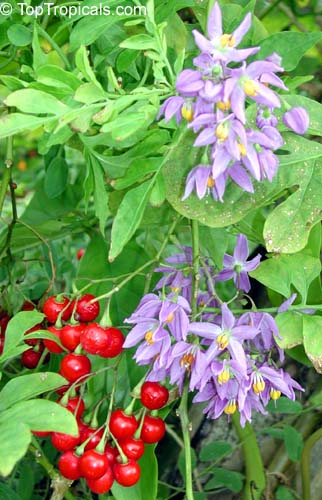Solanum seaforthianum - St. Vincent Lilac