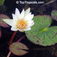 Nymphaea sp., Water Lily