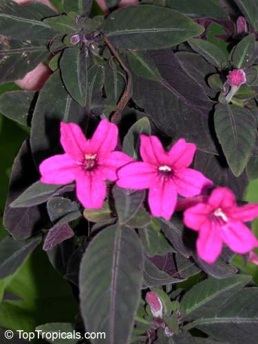 Ruellia makoyana, Dipteracanthus makoyanus, Dipteracanthus devosianus, Monkey flower, Monkey Plant, Trailing Velvet Plant