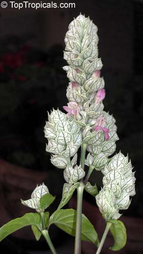 Justicia betonica, Justicia pallidior, White Shrimp plant, Squirrel Tail, Paper Plume. White bracts with pink flowers