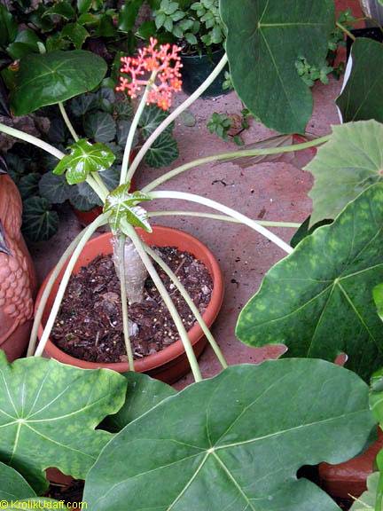 Jatropha podagrica, Gout Plant, Gout Stick, Buddha Belly, Guatemala Rhubarb, Tartogo