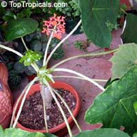 Jatropha podagrica, Gout Plant, Gout Stick, Buddha Belly, Guatemala Rhubarb, Tartogo