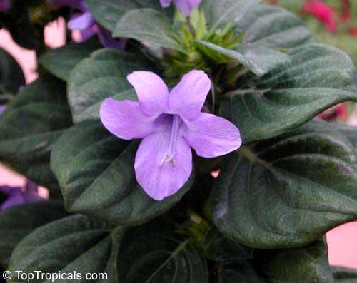 Barleria cristata, Philippine Violet, Crested Philippine Violet, December Flower