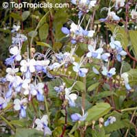 Rotheca myricoides, Clerodendrum ugandense, Butterfly Clerodendrum, Blue Butterfly Bush, Blue Glory Bower, Blue Wings

Click to see full-size image