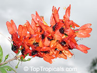 Ruttya fruticosa Orange, Rabbit Ears, Orange Bird, Hummingbird plant
