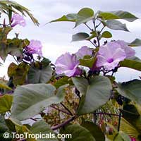 Ipomoea carnea, Silver Morning Glory, Bush Morning Glory

Click to see full-size image