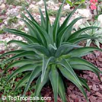 Agave tequilana, Tequila Agave, Century Plant

Click to see full-size image
