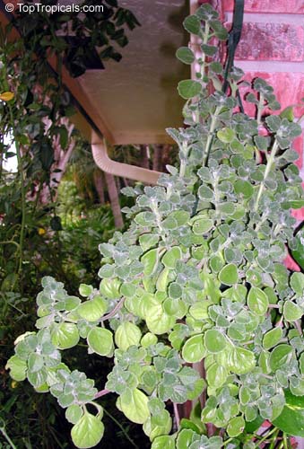 Plectranthus hadiensis var. tomentosus, Plectranthus tomentosus, Camphor Plant, Camphor Basil, Vicks Plant, Succulent Coleus