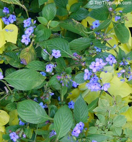 Eranthemum pulchellum, Eranthemum nervosum, Blue sage, Blue eranthemum, Lead Flower
