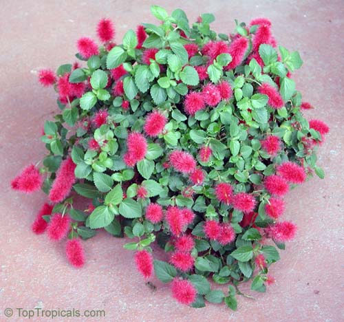 Acalypha hispaniolae, Acalypha pendula, Strawberry Firetails, Dwarf Cat Tails, Kitten's Tail, Trailing Acalypha, Firetail Chenille Plant. This plant is great for hanging baskets!