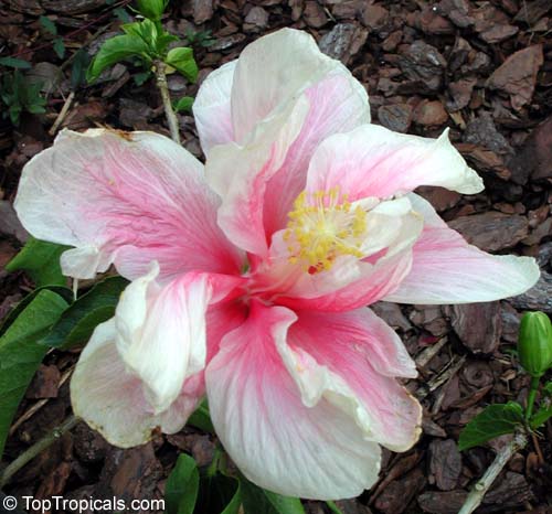 Kansas City Royals Pink Yellow White Hibiscus Pattern Tropical