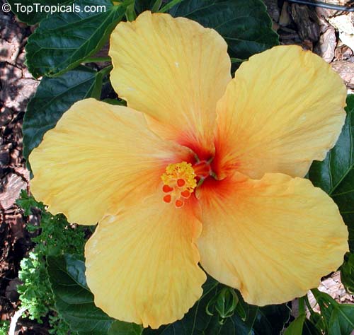 Grow Colorful Tropical Hibiscus: A Complete Guide