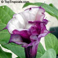 Datura Metel (Lavender) - seeds

Click to see full-size image